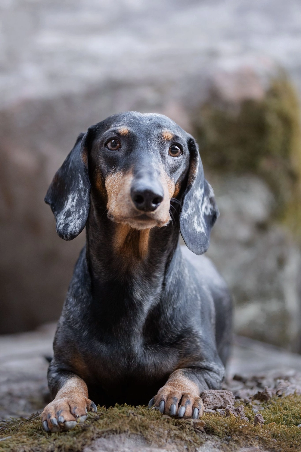 Canis-Optimus – Hundetraining – entspannt unterwegs in kleiner Gruppe