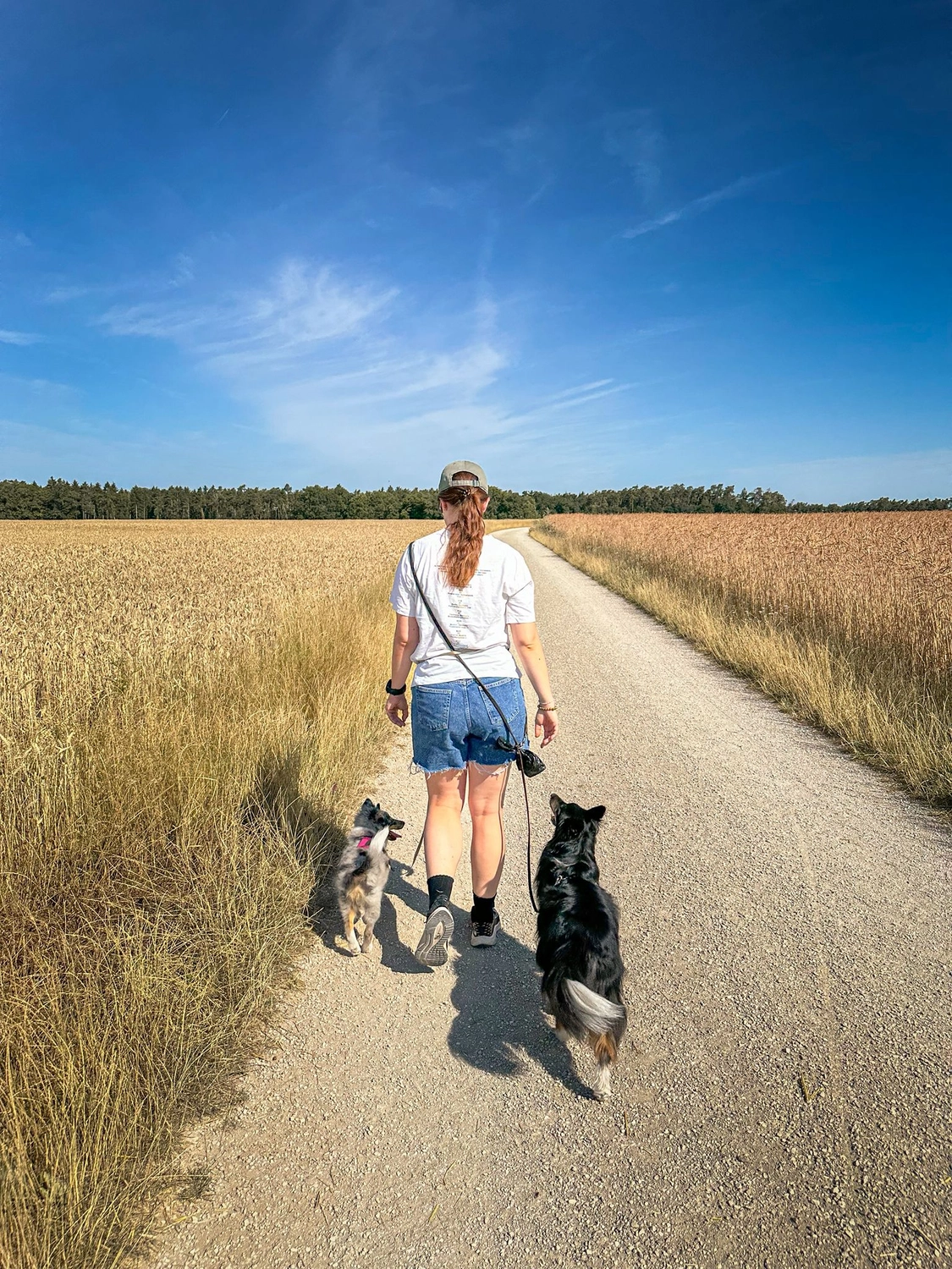Canis-Optimus - Hundetraining - Gemeinsame Dogwalks