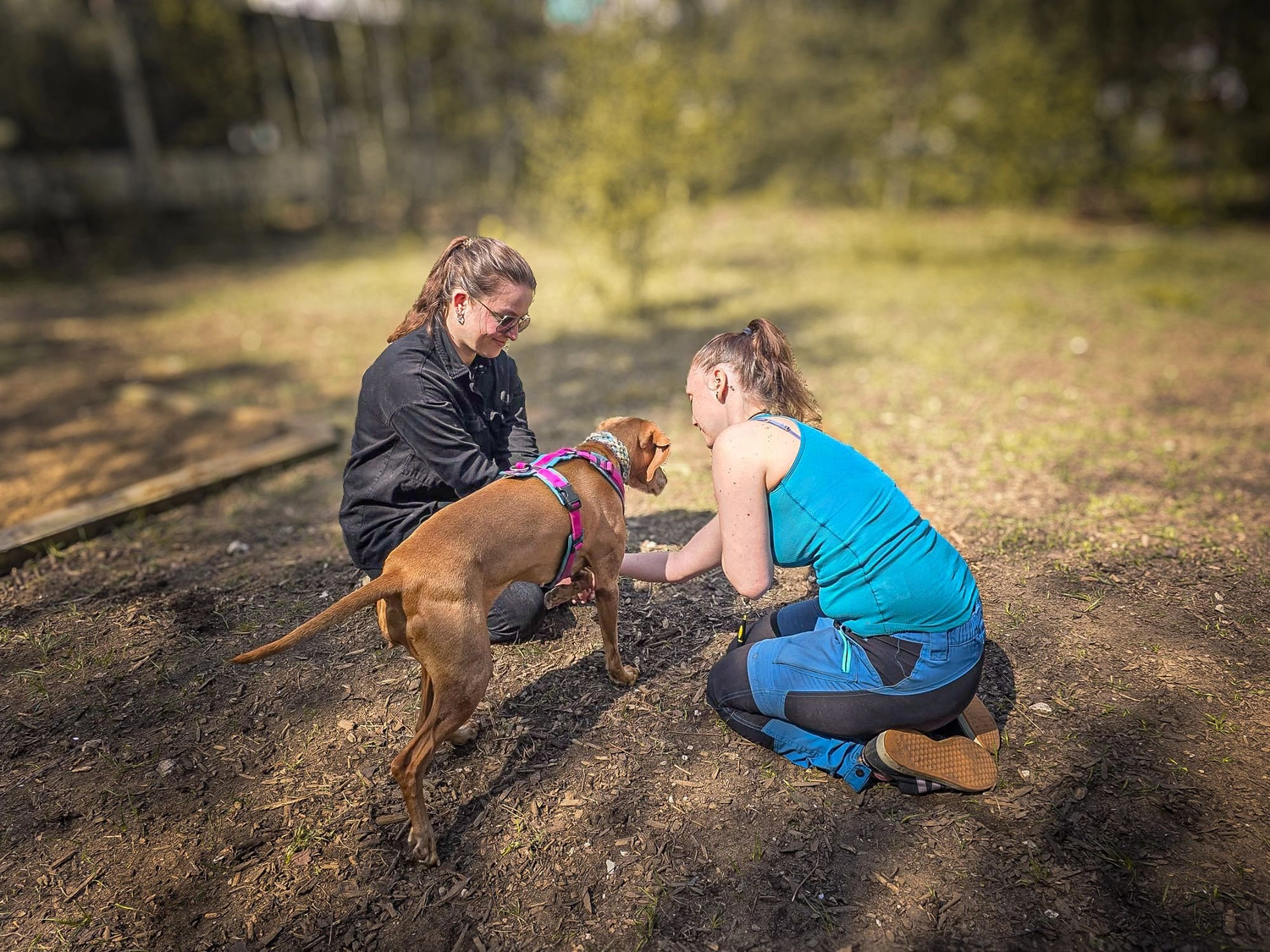 Canis-Optimus - Hundetraining - Individuelles Training