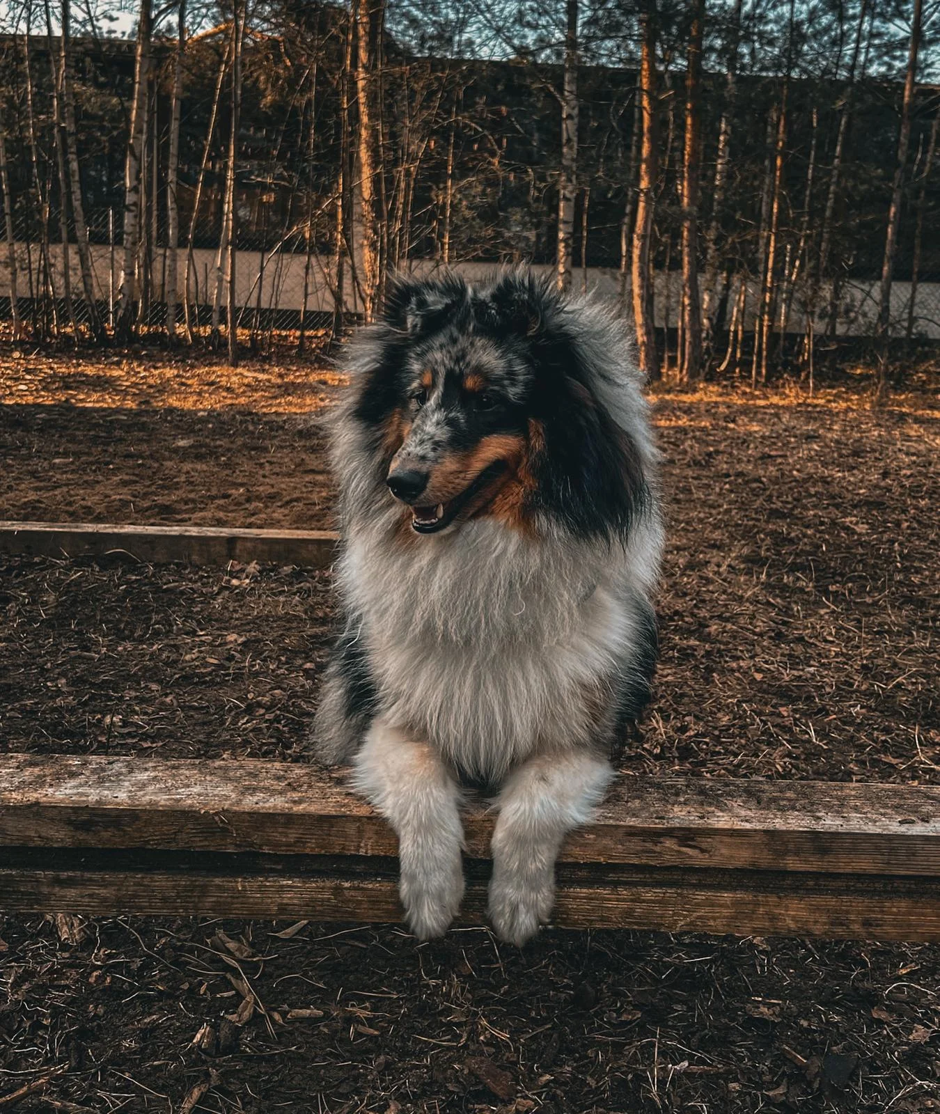 Canis-Optimus - Hundetraining - Hund silver