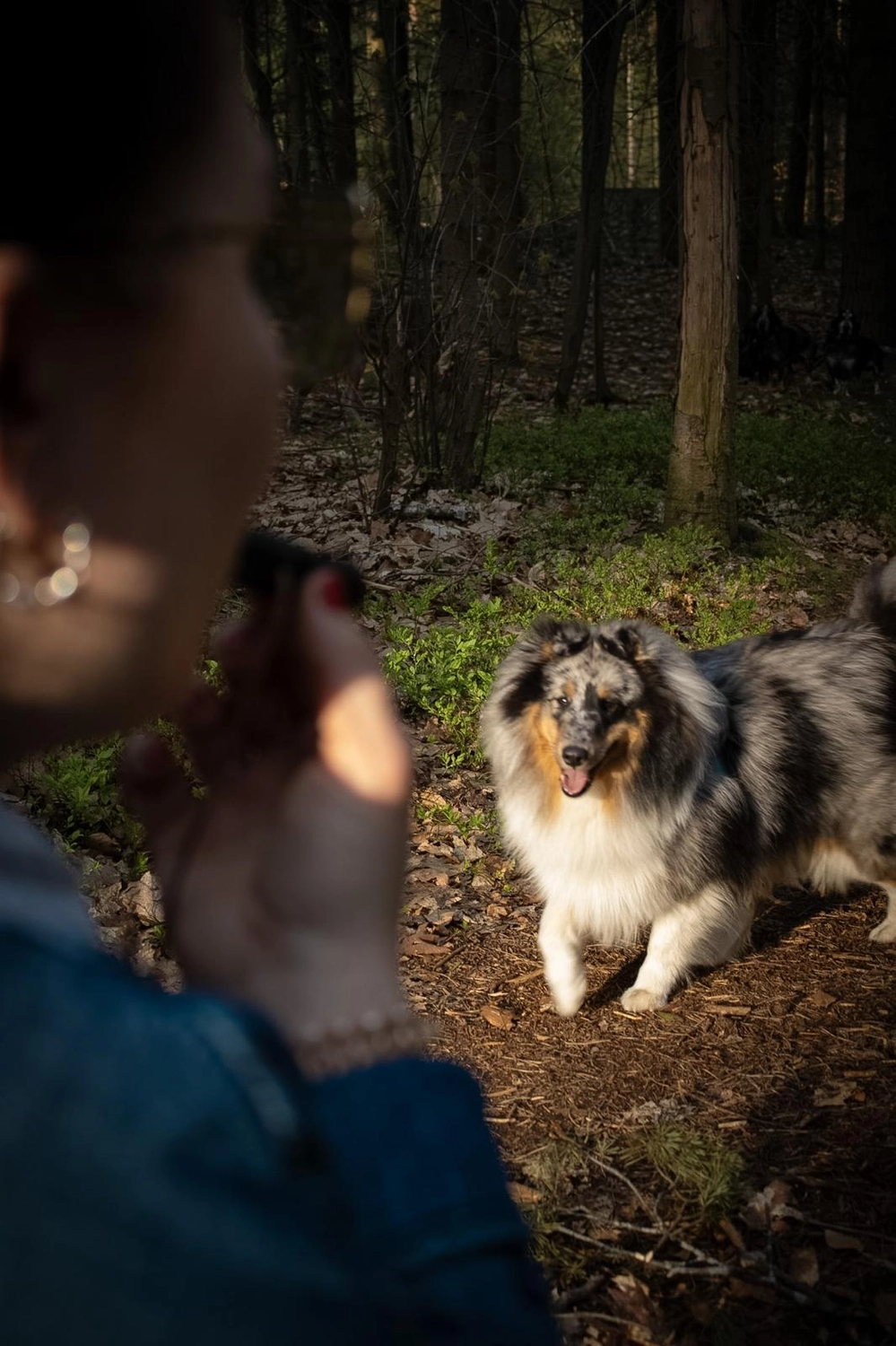 Canis-Optimus - Hundetraining - Einsteiger training