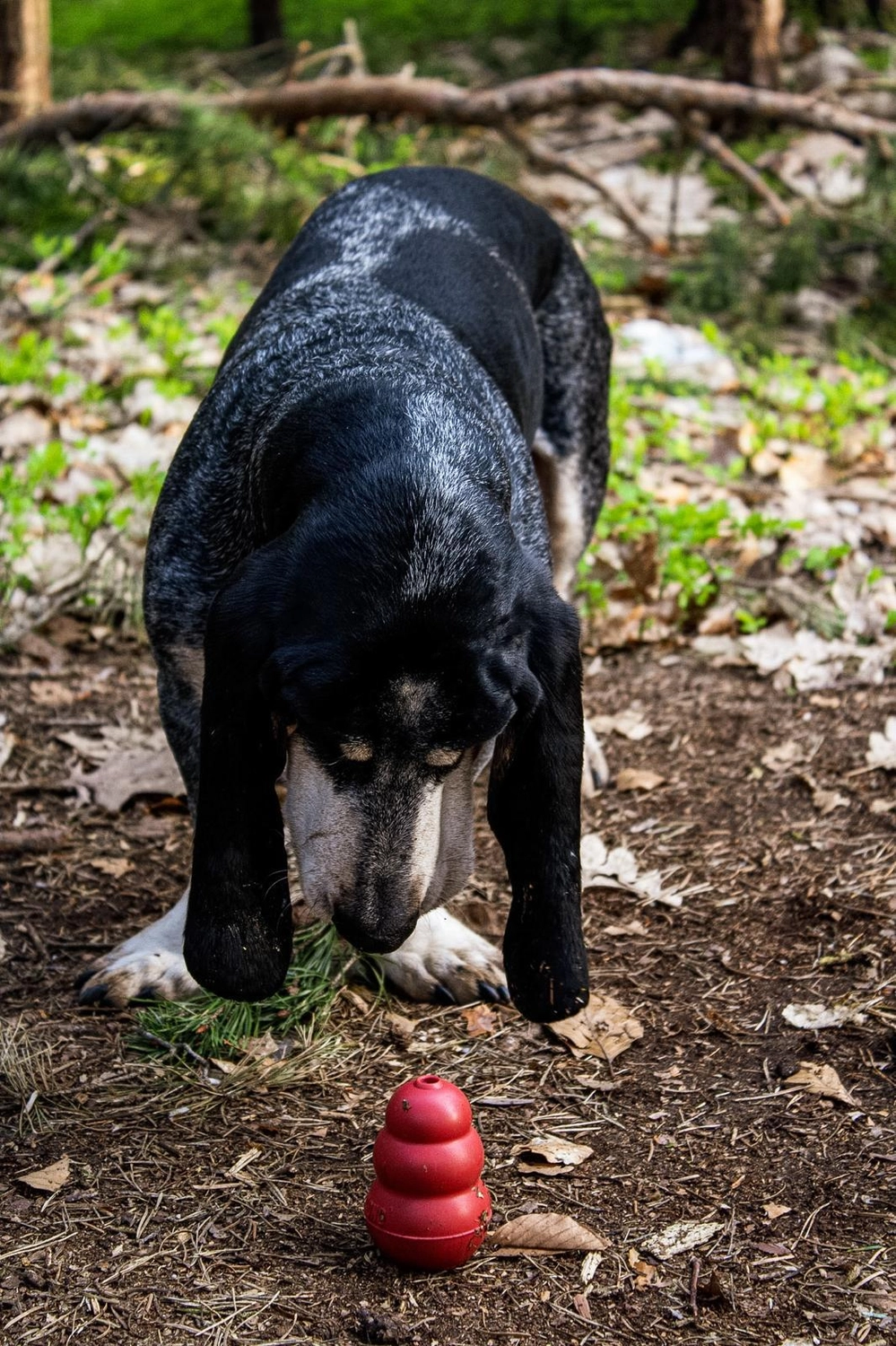 Canis-Optimus – Hundetraining – Geruchsspürtraining