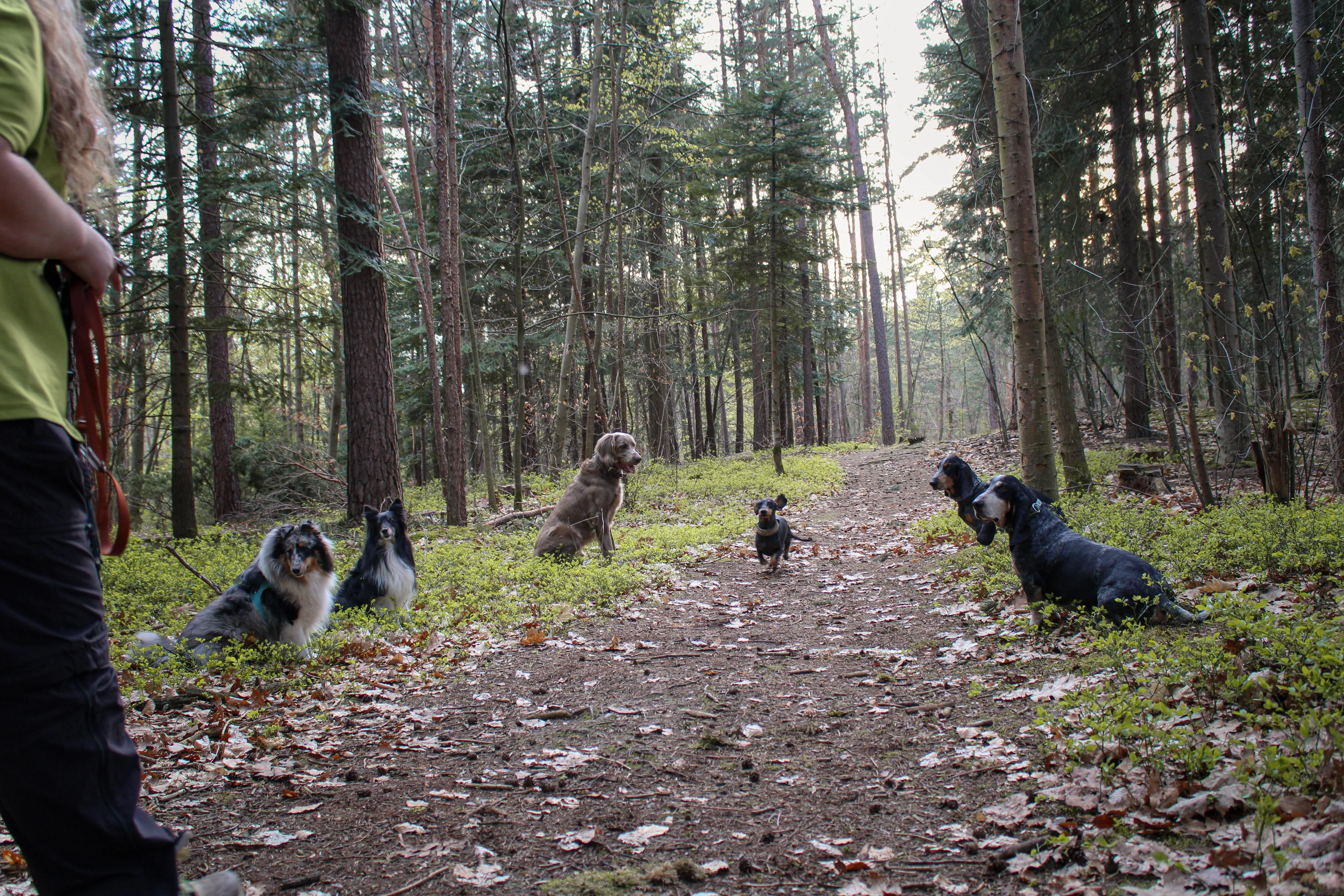 Canis-Optimus - Hundetraining - Gruppentraining