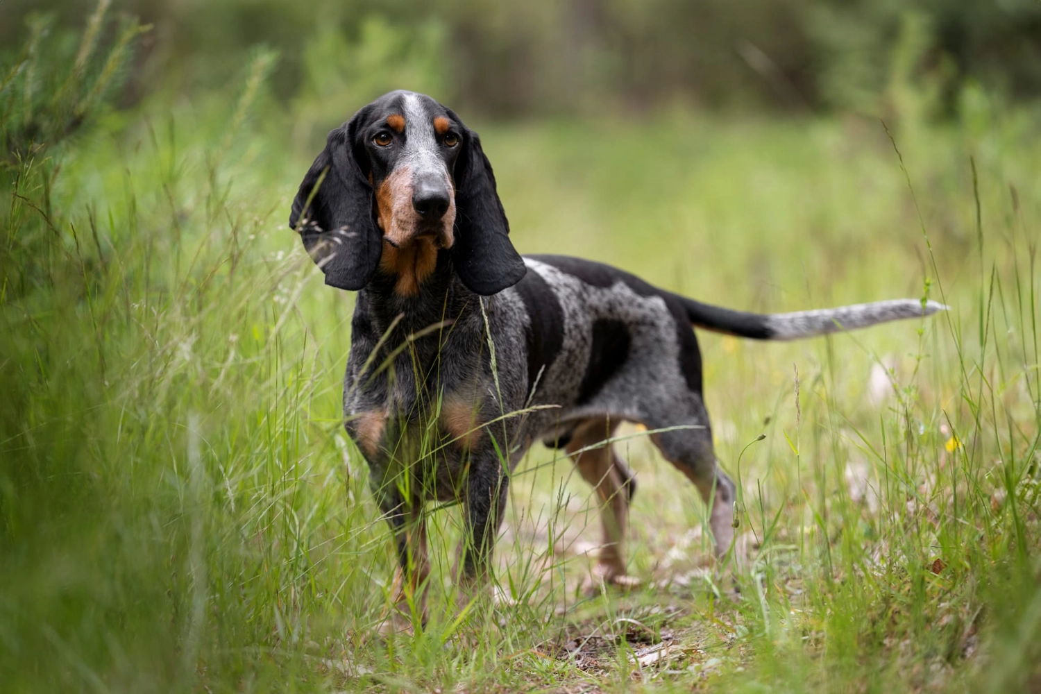 Canis-Optimus - Hundetraining - Der empath