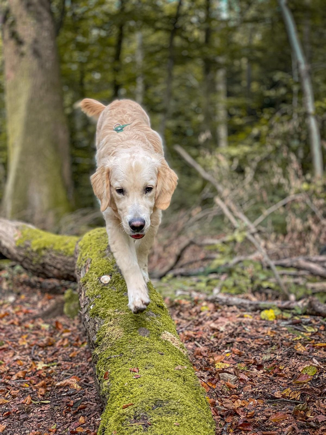 Canis-Optimus - Hundetraining - Training