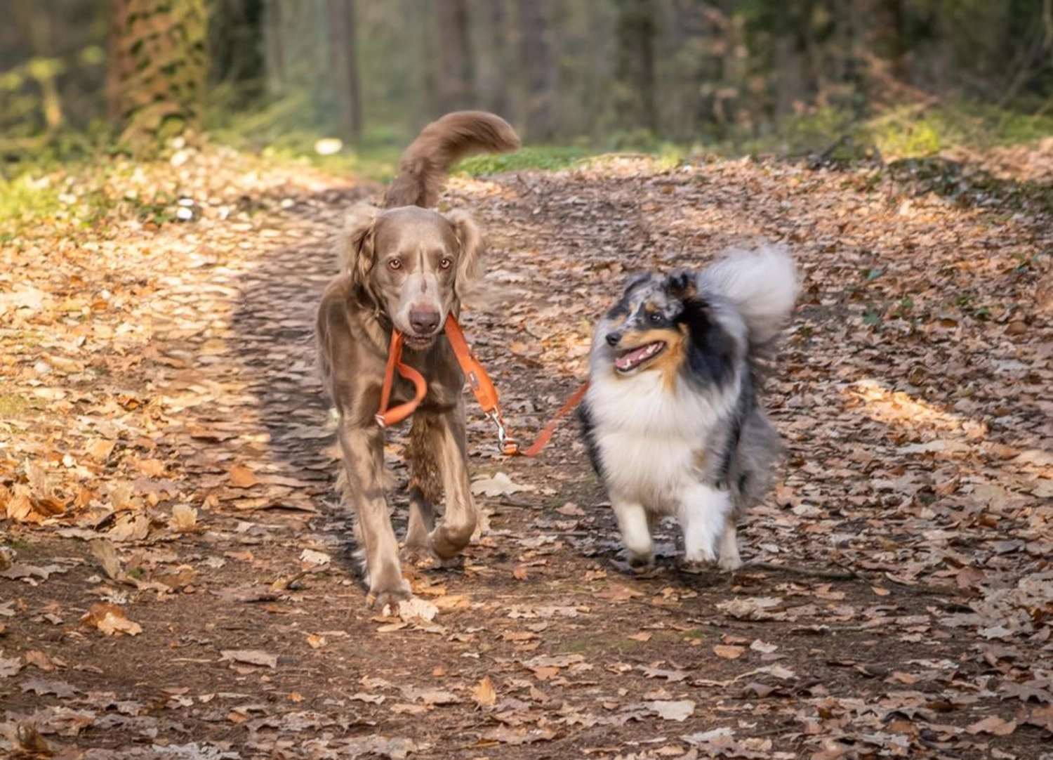 Canis-Optimus - Hundetraining - Leinenführung