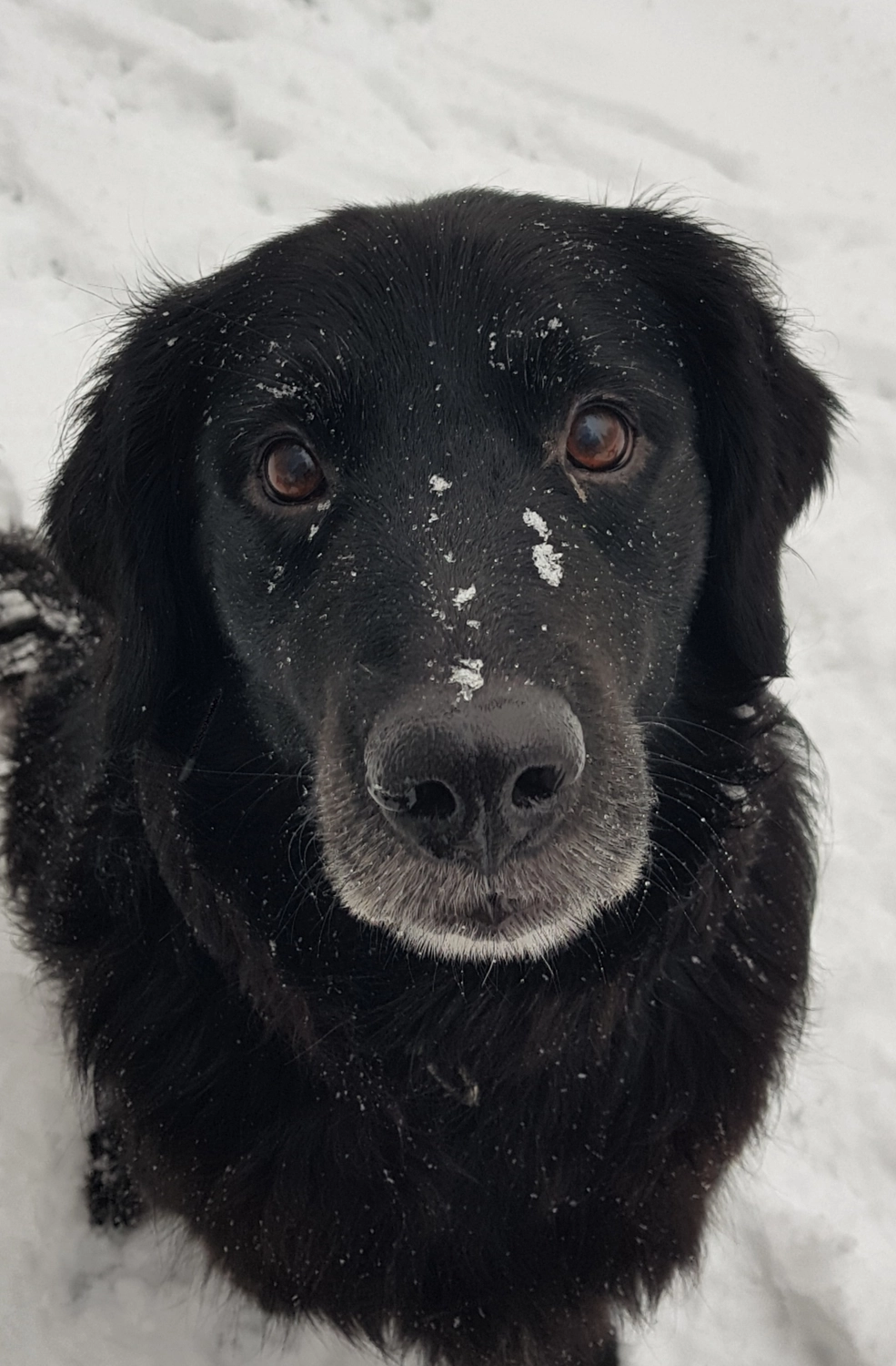 Canis-Optimus - Hundetraining - Lucy