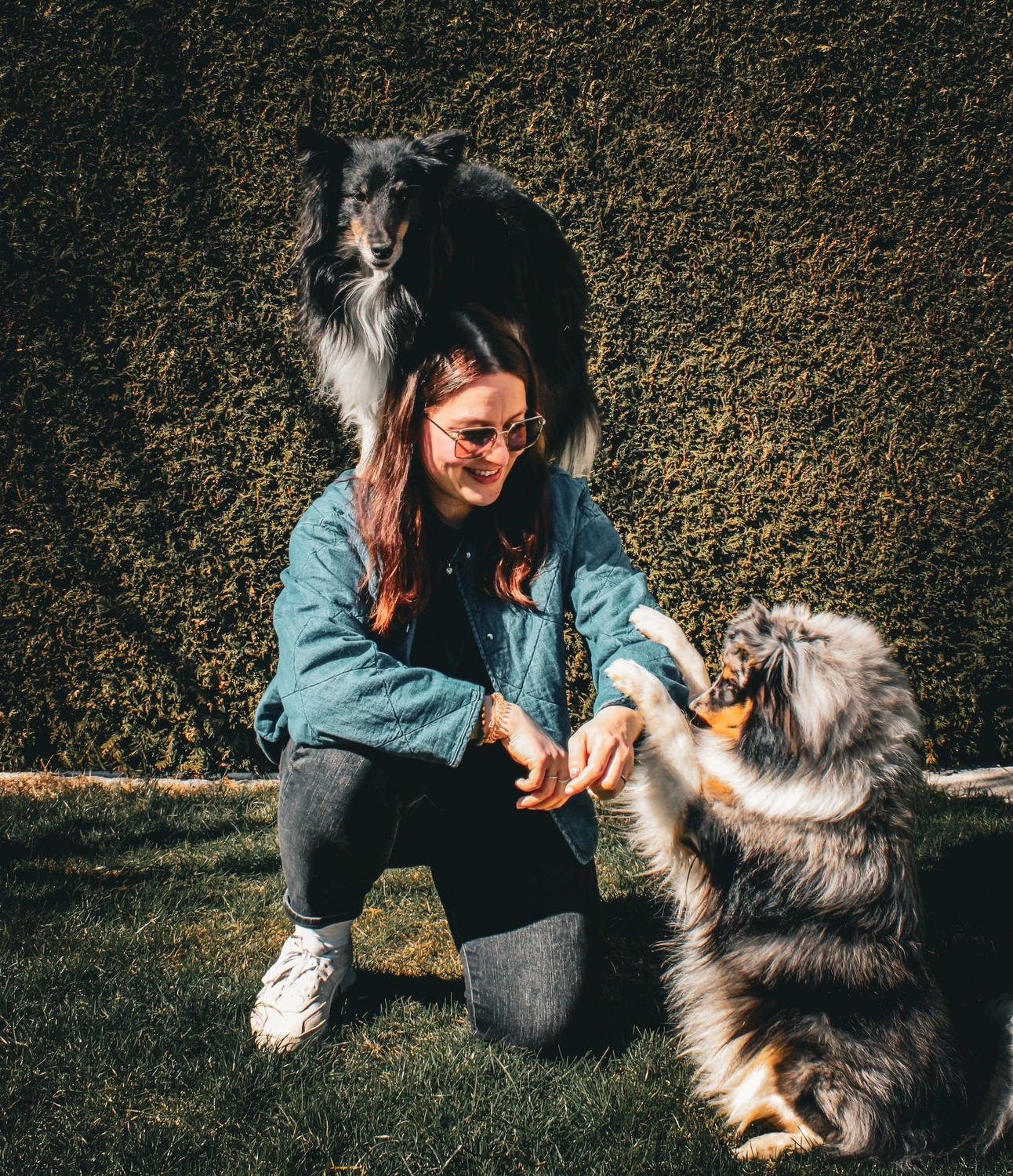 Canis-Optimus - Hundetraining - Ruhezeit für Hunde